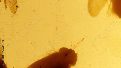 Swarm of flies, loopable animation. 35mm film 