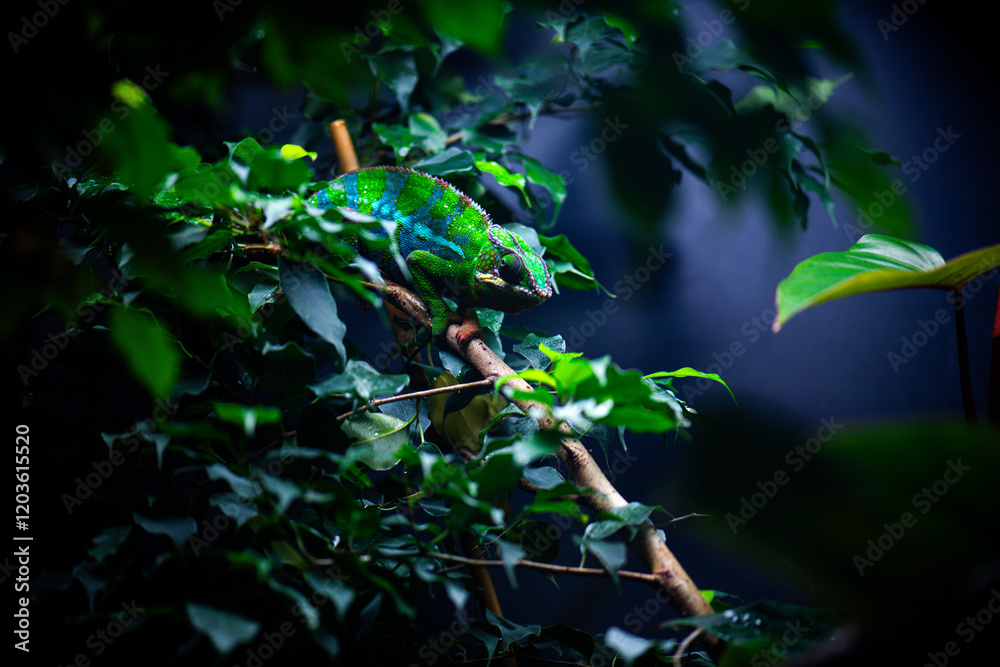 Colourful chameleon climbing a branch at the zoo Colourful chameleon climbing a branch at the zoo