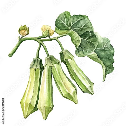 Malvaceae in Watercolor style painting of okra on a branch, watercolor okra plant with leaves illustration isolated on white background, mallows photo