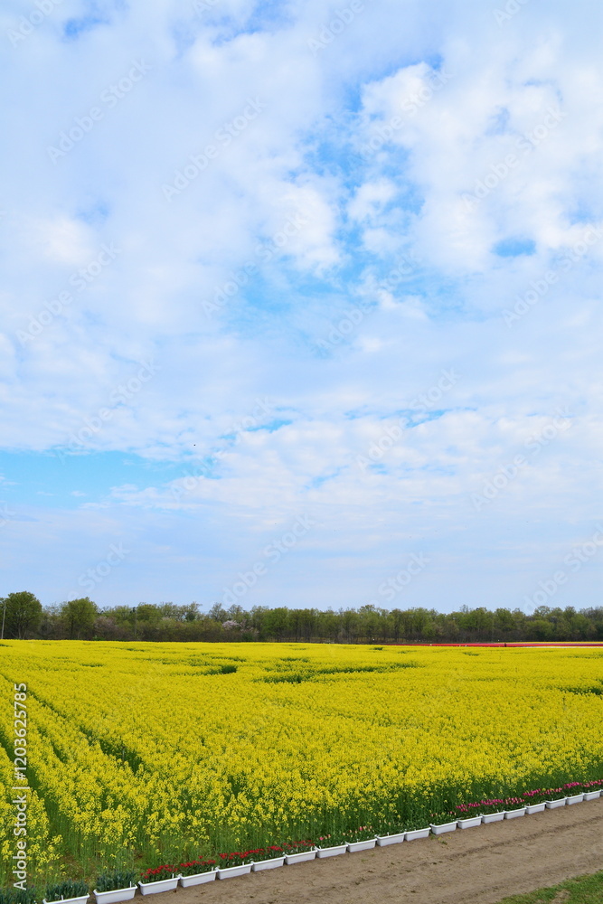 Fototapeta premium 長池憩いの森公園の菜の花（新潟県）