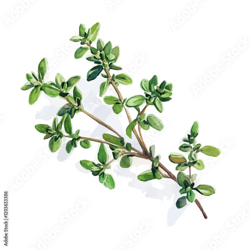 Watercolor illustration of a fresh sprig of Thyme, isolated on a white background, A delicate watercolor illustration of a sprig of thyme with its tiny leaves, Watercolor of a branch of Thyme