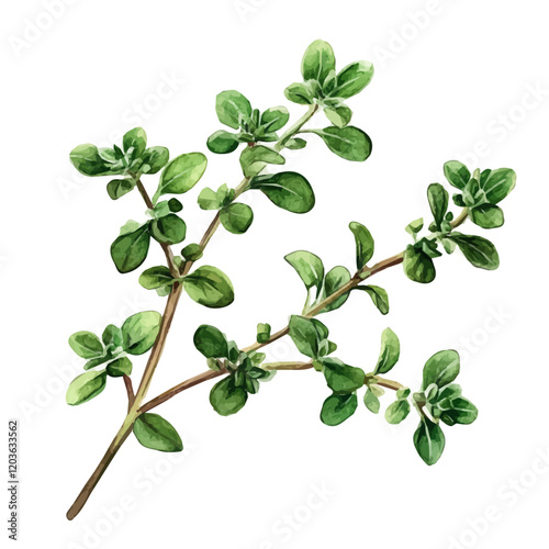 Watercolor illustration of a fresh sprig of Thyme, isolated on a white background, A delicate watercolor illustration of a sprig of thyme with its tiny leaves, Watercolor of a branch of Thyme