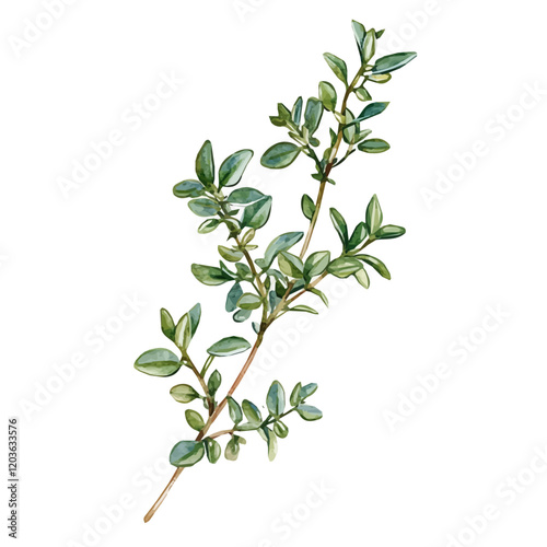 Watercolor illustration of a fresh sprig of Thyme, isolated on a white background, A delicate watercolor illustration of a sprig of thyme with its tiny leaves, Watercolor of a branch of Thyme