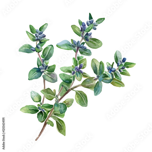 Watercolor illustration of a fresh sprig of Thyme, isolated on a white background, A delicate watercolor illustration of a sprig of thyme with its tiny leaves, Watercolor of a branch of Thyme