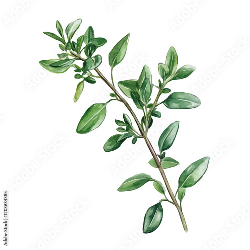 Watercolor illustration of a fresh sprig of Thyme, isolated on a white background, A delicate watercolor illustration of a sprig of thyme with its tiny leaves, Watercolor of a branch of Thyme