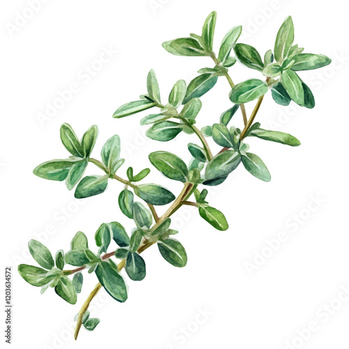 Watercolor illustration of a fresh sprig of Thyme, isolated on a white background, A delicate watercolor illustration of a sprig of thyme with its tiny leaves, Watercolor of a branch of Thyme