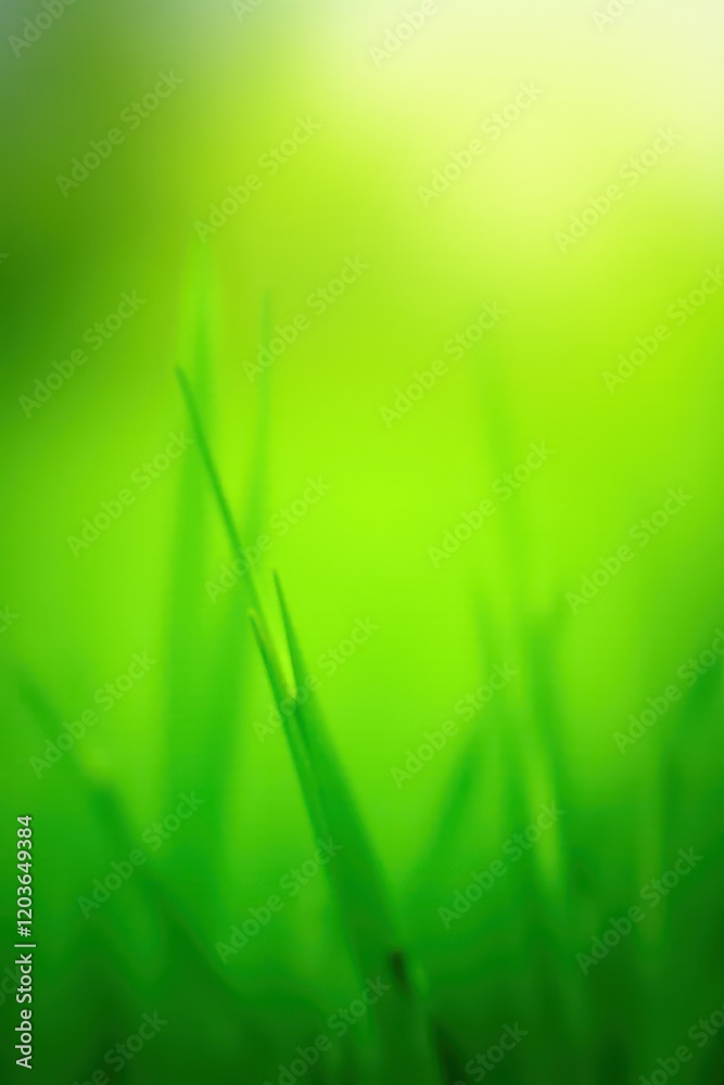 Newly cut hybrid grass, vibrant green, sunlit , natural, clean Newly cut hybrid grass, vibrant green, sunlit , natural, clean