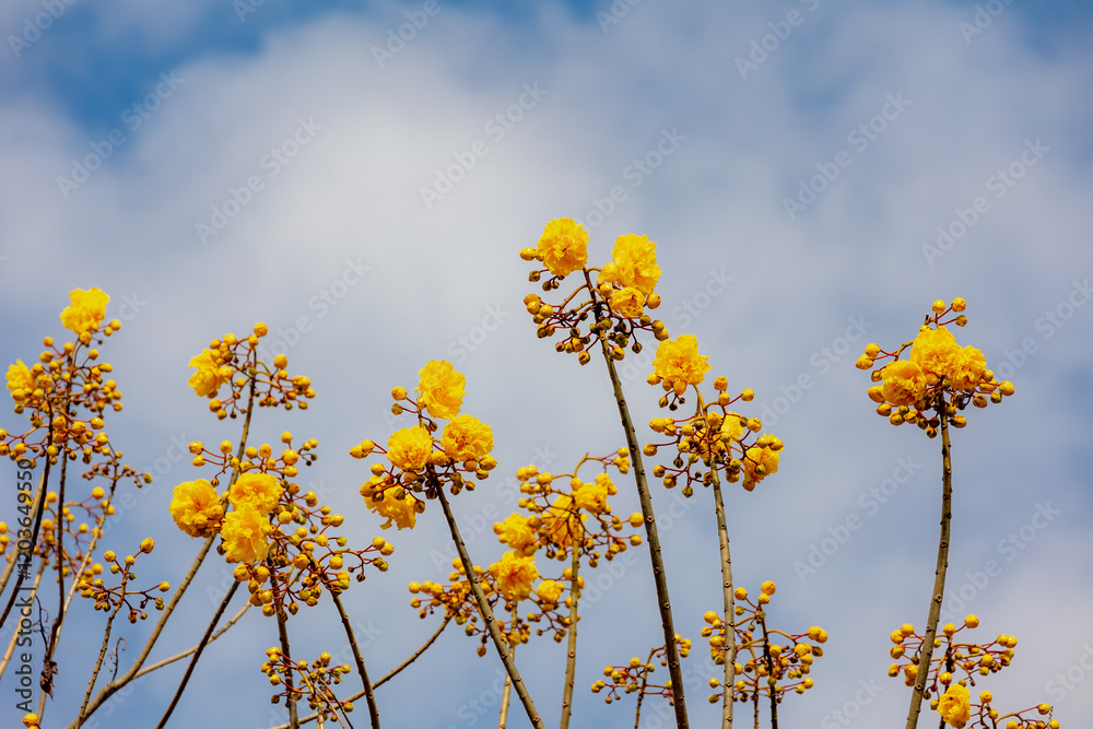 Selective focus of yellow flower with blue sky, Cochlospermum regium or cotton tree is a flowering plant that has its origins in the Cerrado tropical savanna of South America, Nature floral background Selective focus of yellow flower with blue sky, Cochlospermum regium or cotton tree is a flowering plant that has its origins in the Cerrado tropical savanna of South America, Nature floral background