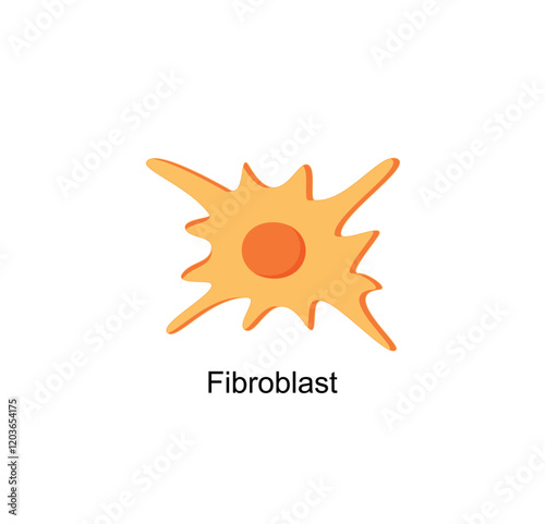 Fibroblast, a cell in the dermis, Connective tissue cell, Fibrosis. Simple structure of Human fibroblast cell. Vector illustration.	