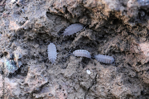 Powder Blue Isopod, Porcellionides pruinosus found under a stone. photo