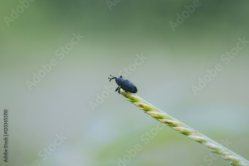 dragonfly on a leaf