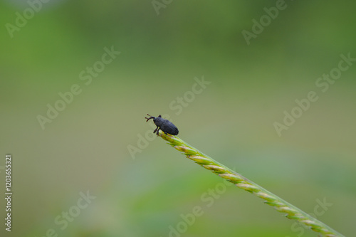 dragonfly on a leaf