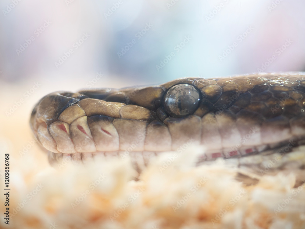 Snake are popular pet in Thailand in the acrylic cabinet waiting to be sold.