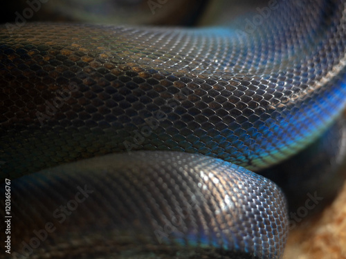 Obraz na płótnie Snake are popular pet in Thailand in the acrylic cabinet waiting to be sold. w salonie