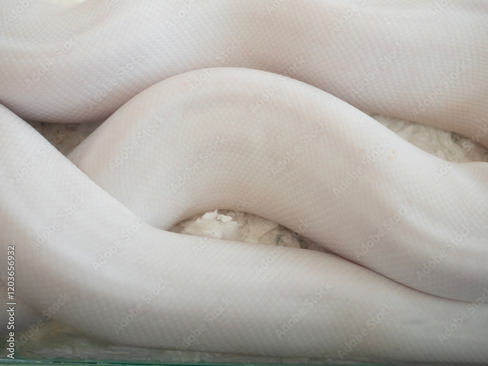 Snake are popular pet in Thailand in the acrylic cabinet waiting to be sold.