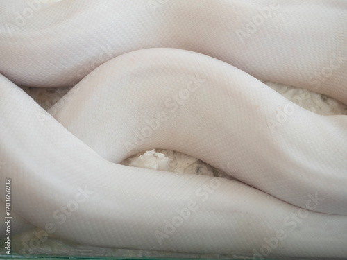 Obraz na płótnie Snake are popular pet in Thailand in the acrylic cabinet waiting to be sold. w salonie
