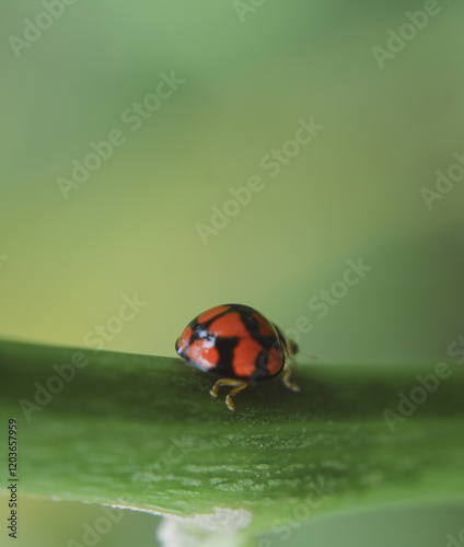 ladybug on green leaf