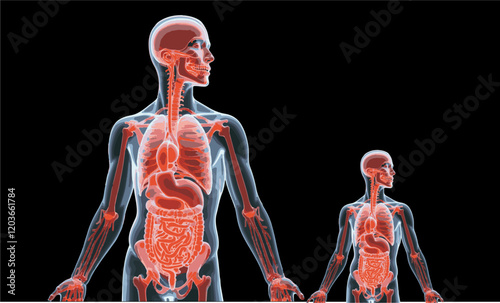illustration of body organs from head to toe transfaran vector silhouette