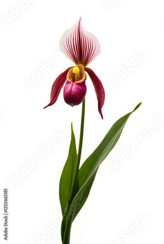 Pink tulip and orchid isolated on white background with a natural spring beauty