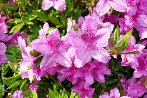 Blooming bush of pink azalea flowers at South Korea. royal azalea. Floral spring pink background, close up view. flowering shrubs in the genus Rhododendron.