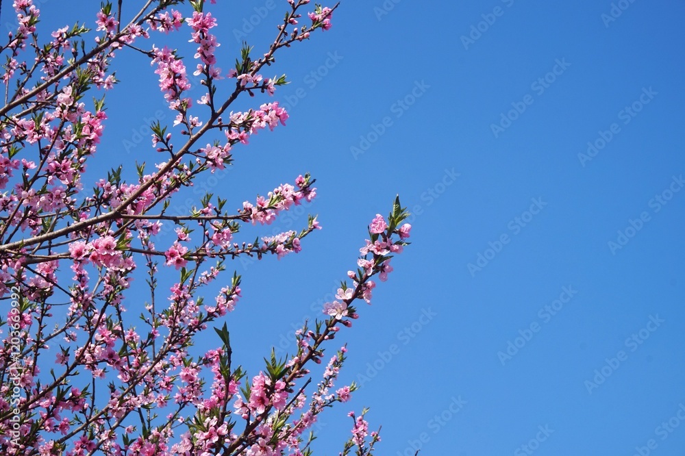 blooming pink peach flowers against blue sky blooming pink peach flowers against blue sky
