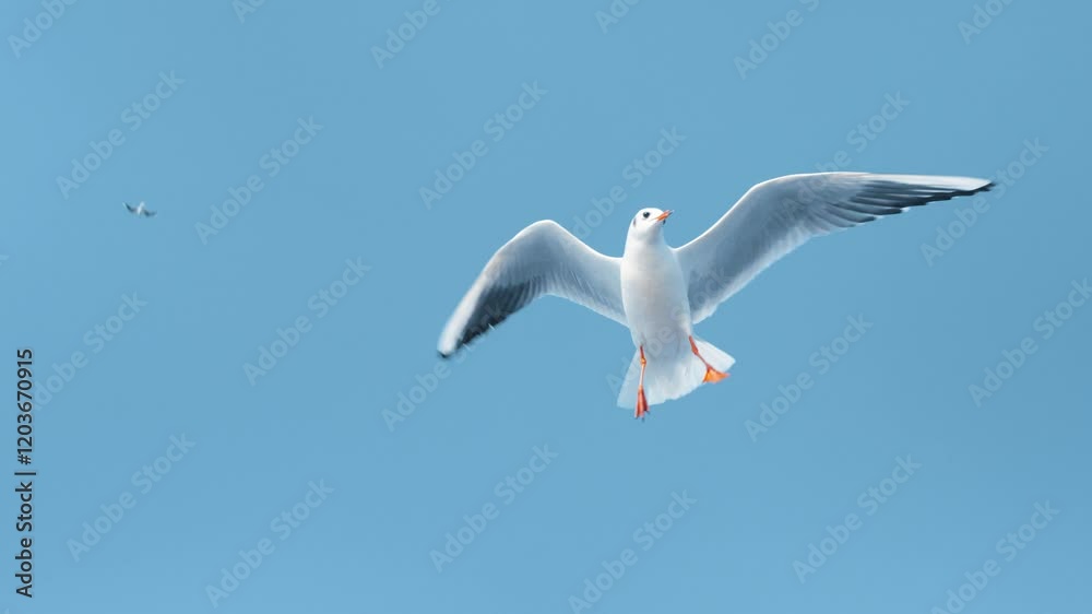seagull flying in the sky