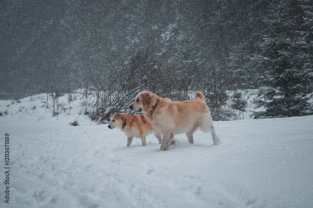 Fototapeta premium dogs running and playing in snow