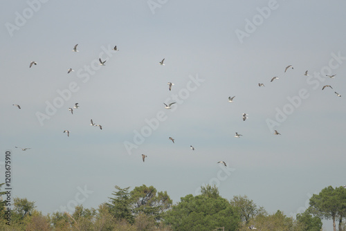 Bandadas de pájaros volando