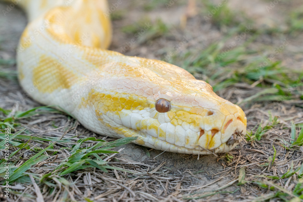 A stunning yellow Burmese python is sprawled across a vibrant green lawn, its sleek, golden scales gleaming under the sunlight. The intricate patterns on its body showcase the natural beauty