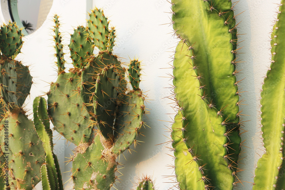 Naklejka premium Close-up cactus on white wall background.