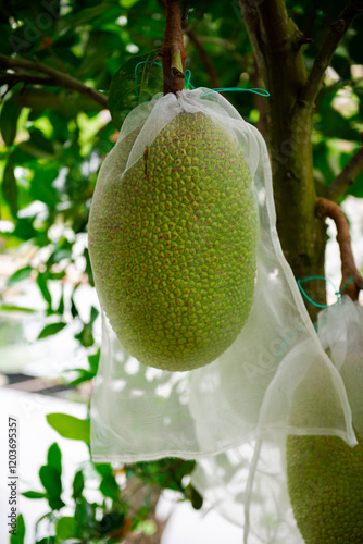 Jackfruit inside white polypropylene protection bag with room to growth at fruit orchard in Can Tho, Vietnam, anti-insect, rain proof, netting, breathable, reusable bag with drawstring control photo