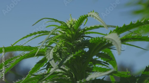 Marijuana plants on pot farm