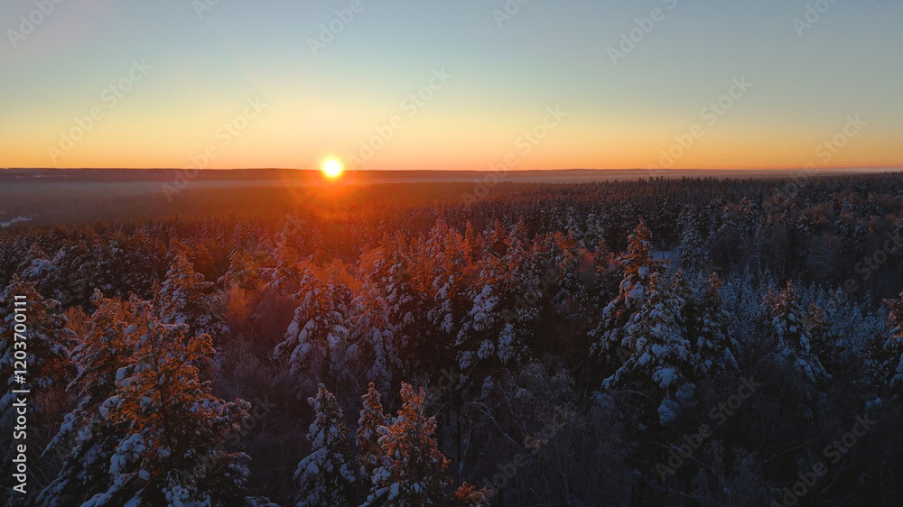 Obraz premium Snow-covered Christmas trees in the forest in the winter forest at sunset