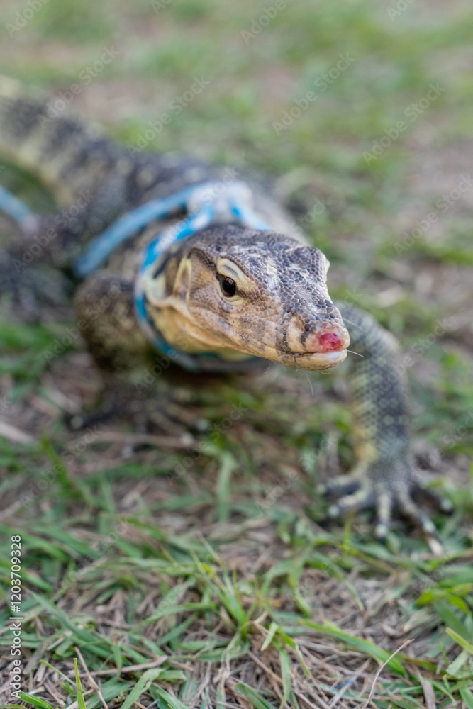 Fototapeta premium a Nile monitor lizard basking on a grassy field. The reptile's sleek, scaled body showcases intricate patterns of earthy tones, blending harmoniously with its natural surroundings. Its powerful leg