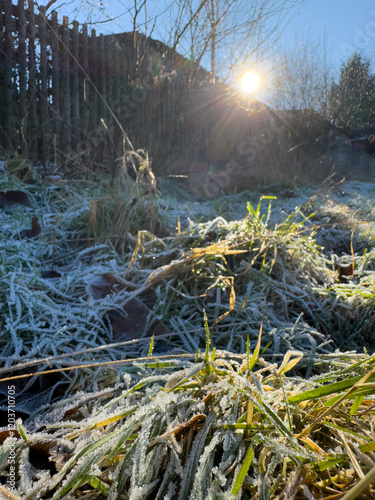 Frozen meadow in winter in freezing cold with frost and sun in the morning Vertical