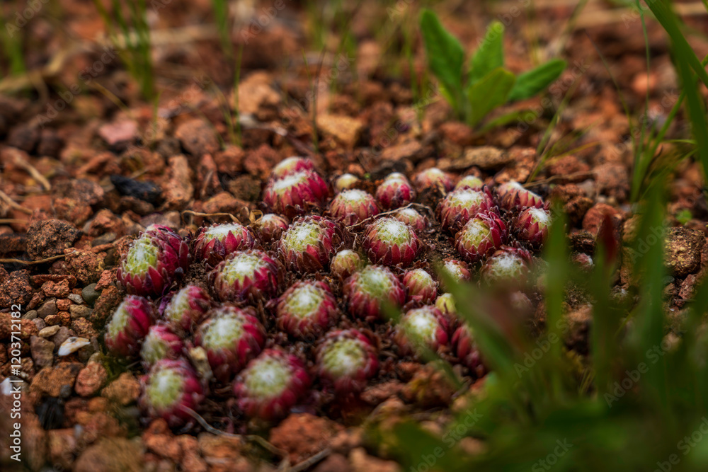 Fototapeta premium Close-Up of Hens and Chicks Succulent Cluster on Rocky Soil