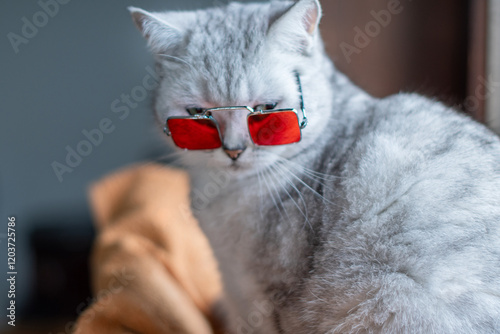 Portrait of a domestic cat wearing sunglasses with orange lenses, the cat is a stylish fashionista,