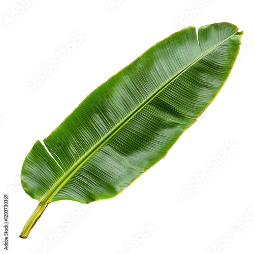 Vibrant green banana leaf isolated on white.