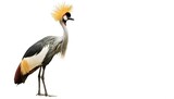 African grey crowned or great golden crested crane - Balearica regulorum - is found in nearly all of Africa, and it is the national bird of Uganda. Isolated on white background with copy space