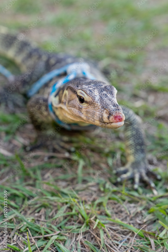 Obraz premium a Nile monitor lizard basking on a grassy field. The reptile's sleek, scaled body showcases intricate patterns of earthy tones, blending harmoniously with its natural surroundings. Its powerful leg