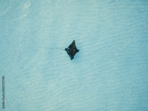 Sting ray swims in ocean on Maldives, above top down view photo