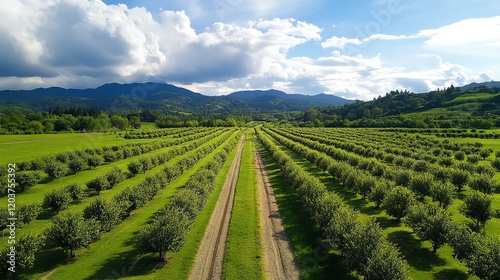 Wallpaper Mural Small fruit orchard with dwarf trees, growing apples, peaches, or plums for direct sales Torontodigital.ca