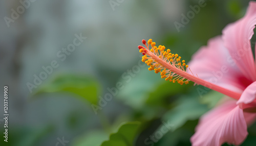 pink hibiscus flower with copy space photo