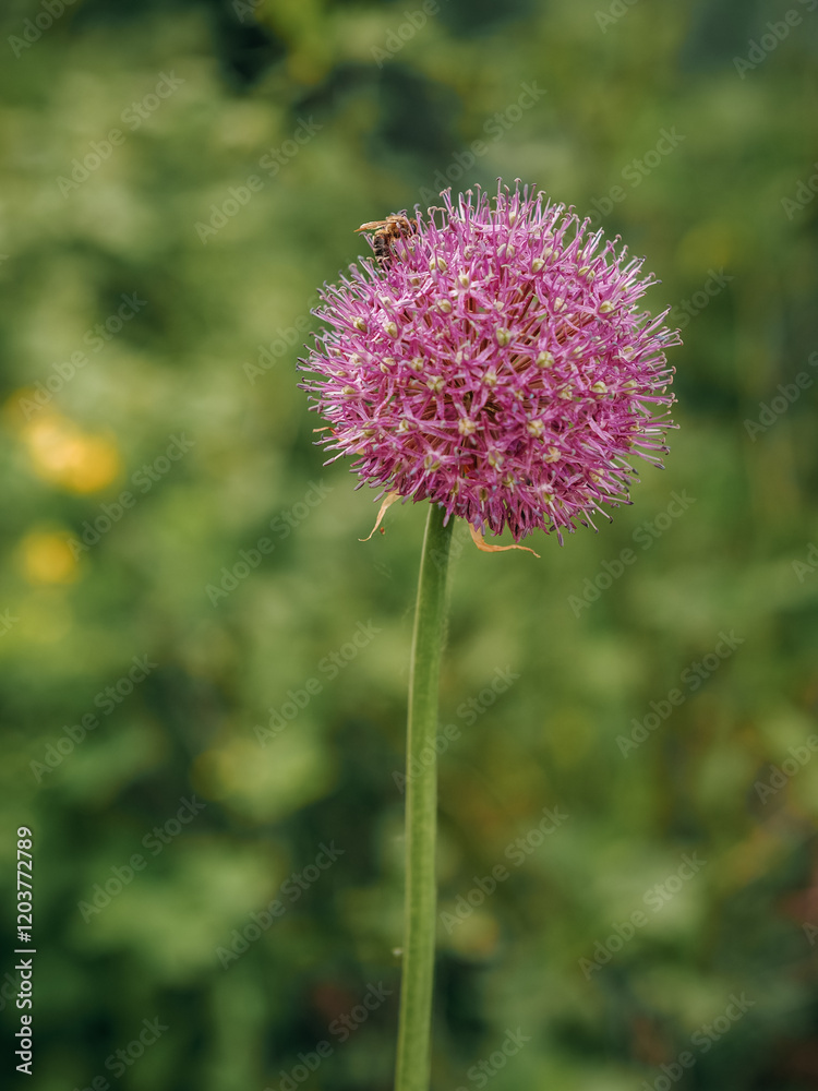 Lilac flower Onion aflatun with an insect. Macro Lilac flower Onion aflatun with an insect. Macro