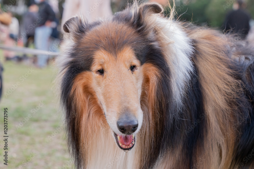 A beautiful Shetland Sheepdog, or Sheltie, sits gracefully on a lush green lawn, its tricolor coat glistening in the sunlight. The dog’s intelligent eyes and gentle demeanor radiate warmth and loyalty A beautiful Shetland Sheepdog, or Sheltie, sits gracefully on a lush green lawn, its tricolor coat glistening in the sunlight. The dog’s intelligent eyes and gentle demeanor radiate warmth and loyalty