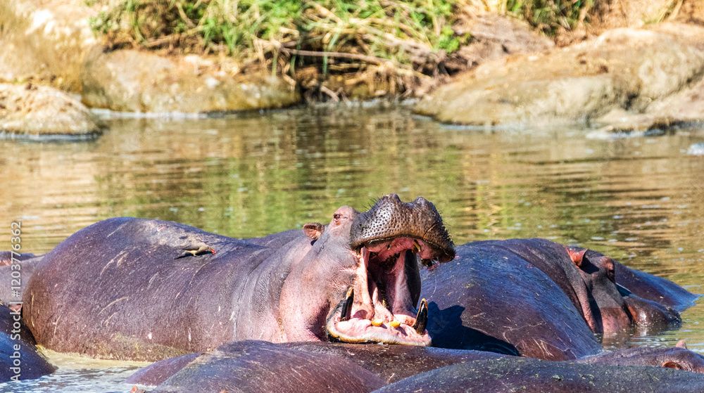 Telephoto of a hippopotamus, Hippopotamus amphibius, floating partially submerged in a hippo pool in the Serengeti National Park, Tanzania Telephoto of a hippopotamus, Hippopotamus amphibius, floating partially submerged in a hippo pool in the Serengeti National Park, Tanzania