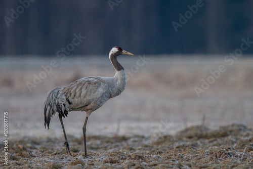 Żuraw, żuraw popielaty, żuraw szary, crane, Grus grus photo