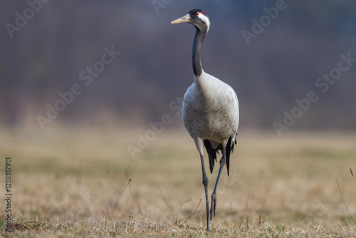 Żuraw, żuraw popielaty, żuraw szary, crane, Grus grus photo