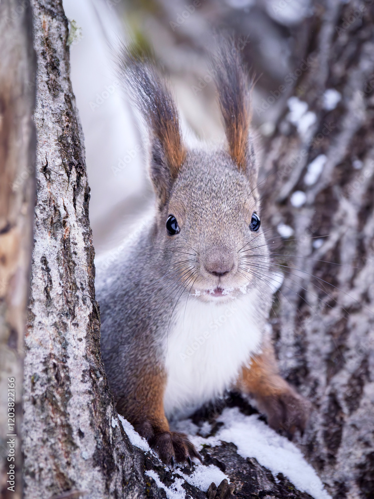 Red squirrel in winter coloring sitting on a tree and looking at the camera Red squirrel in winter coloring sitting on a tree and looking at the camera