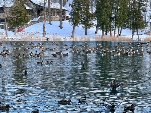 Winter lake scene with ducks and geese floating on the water.  Green Lakes State Park in Syracuse NY.  Sunny winter afternoon.  Ducks and Geese floating in the lake.  No people.